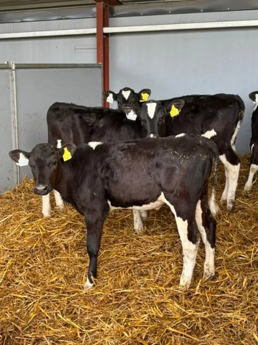 Heifer Calves - Image 2