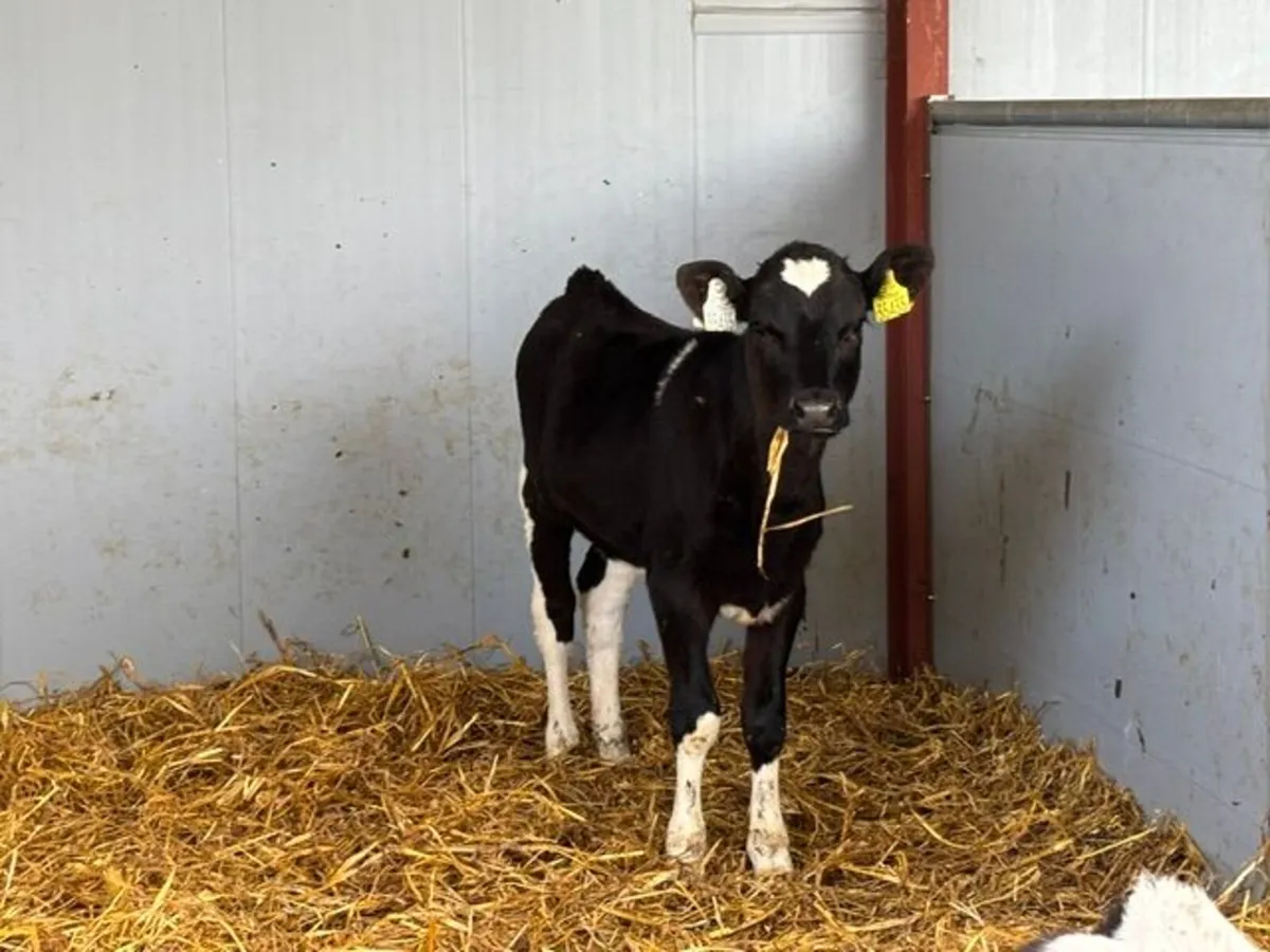 Heifer Calves - Image 4