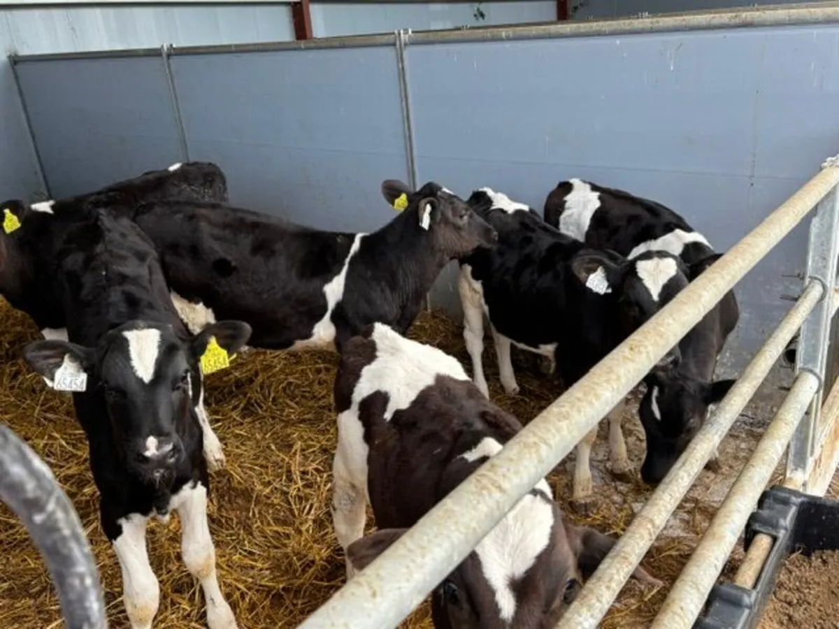 Heifer Calves - Image 3