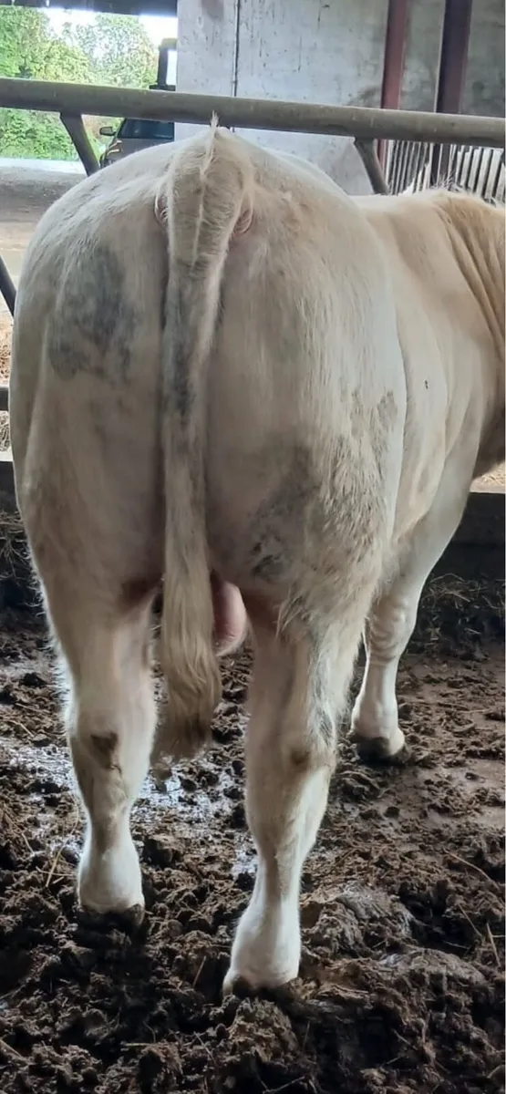 Charolais bull - Image 1