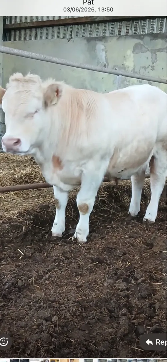 Charolais bull - Image 2