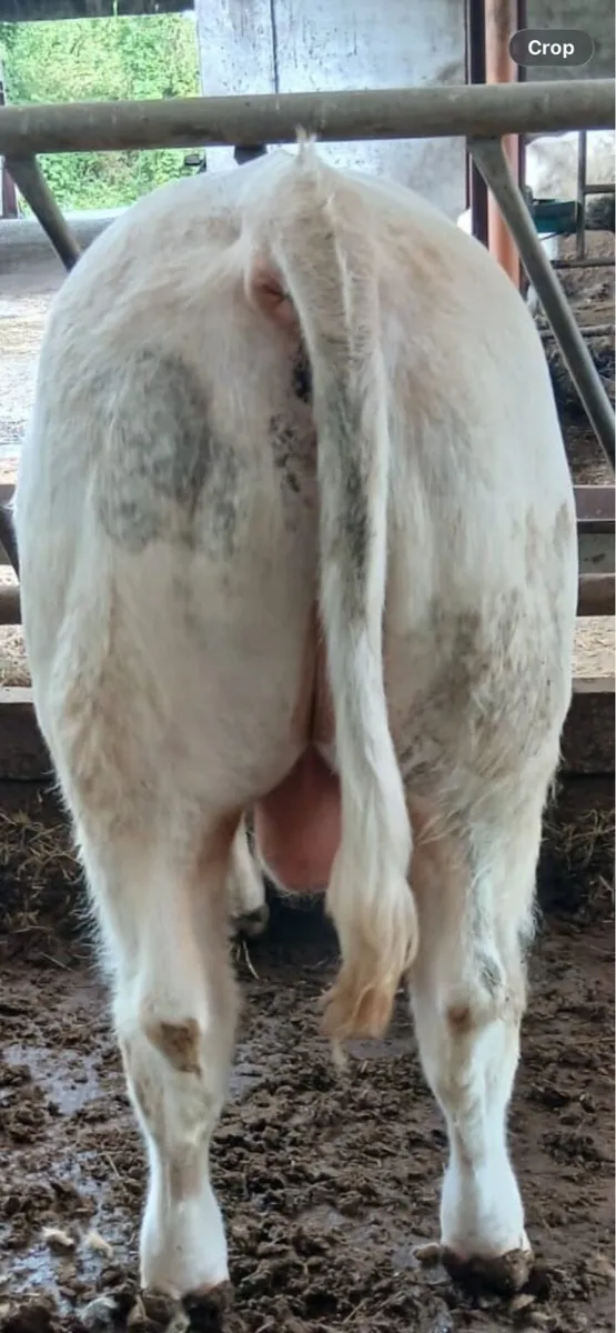 Charolais bull - Image 3