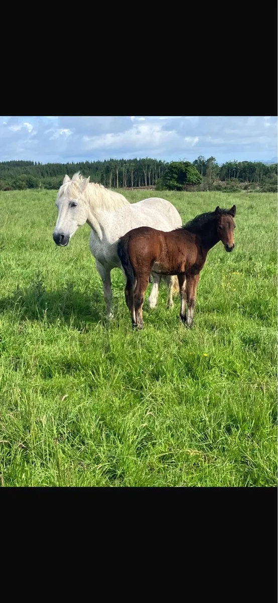 Connemara mare and foal - Image 1