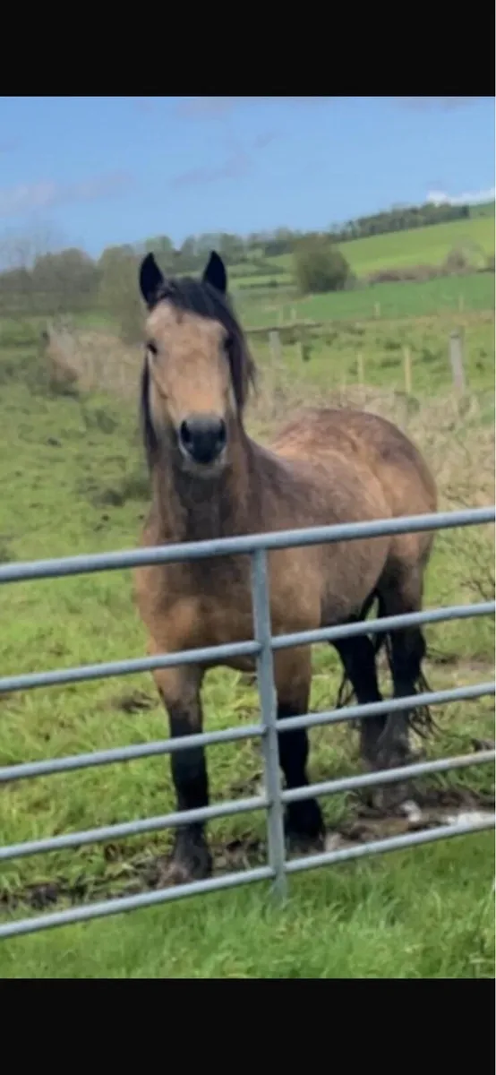 Connemara mare and foal - Image 4