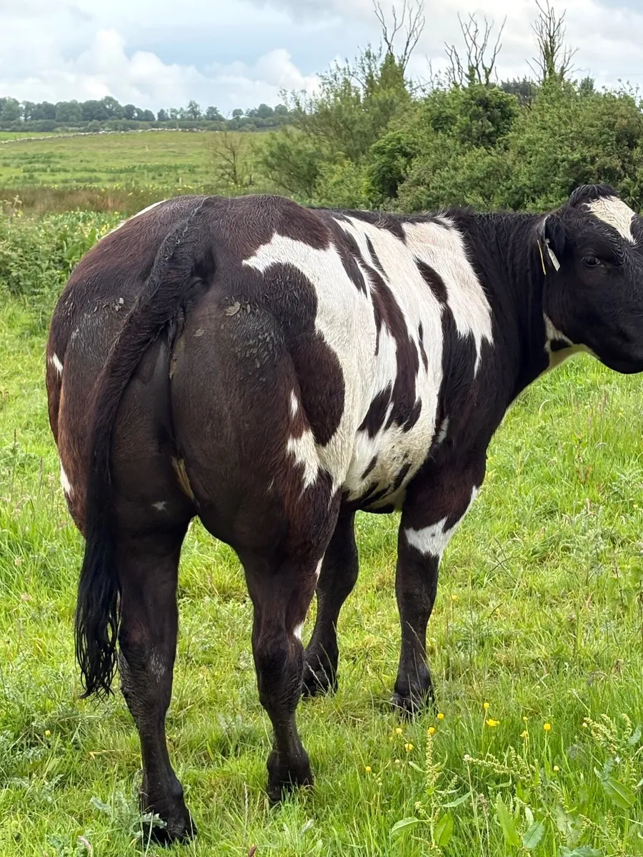 Show heifer - Image 1
