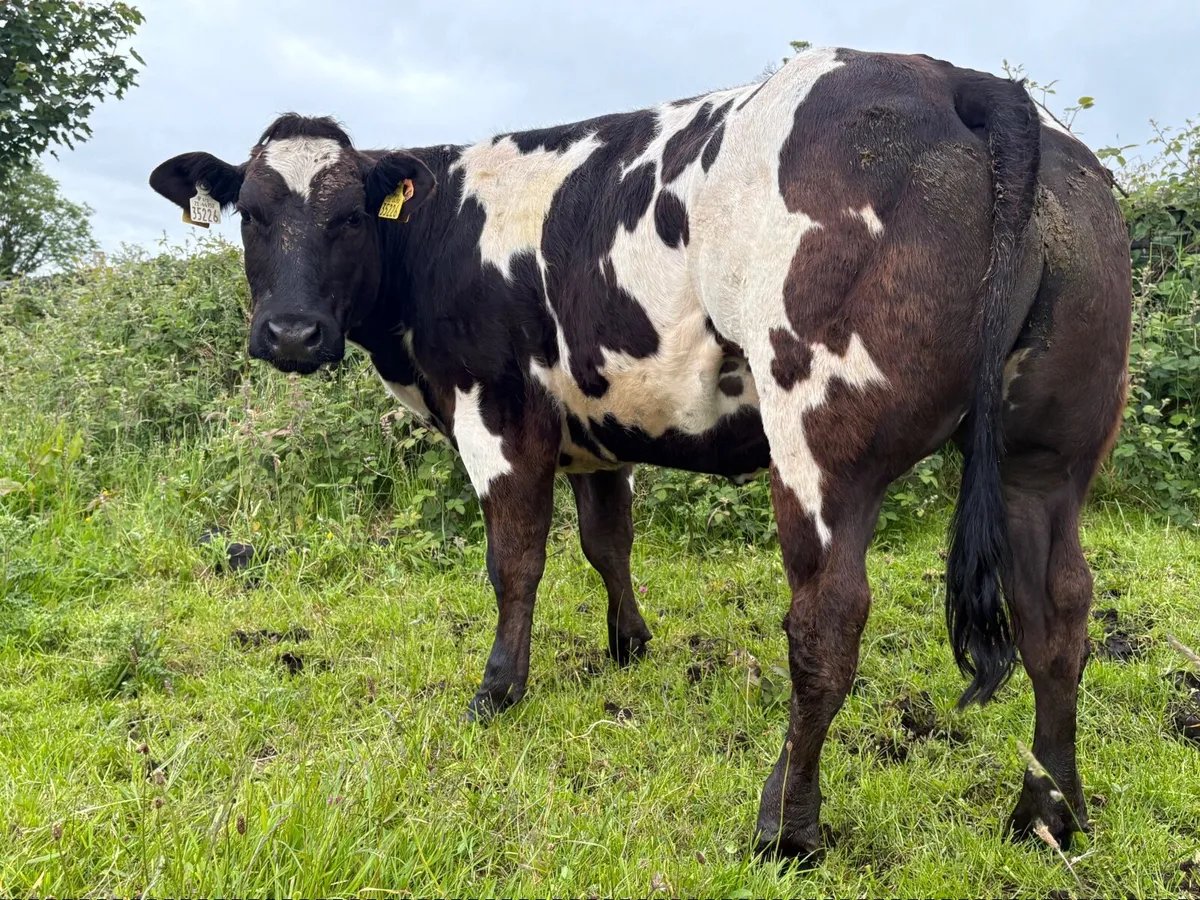 Show heifer - Image 3
