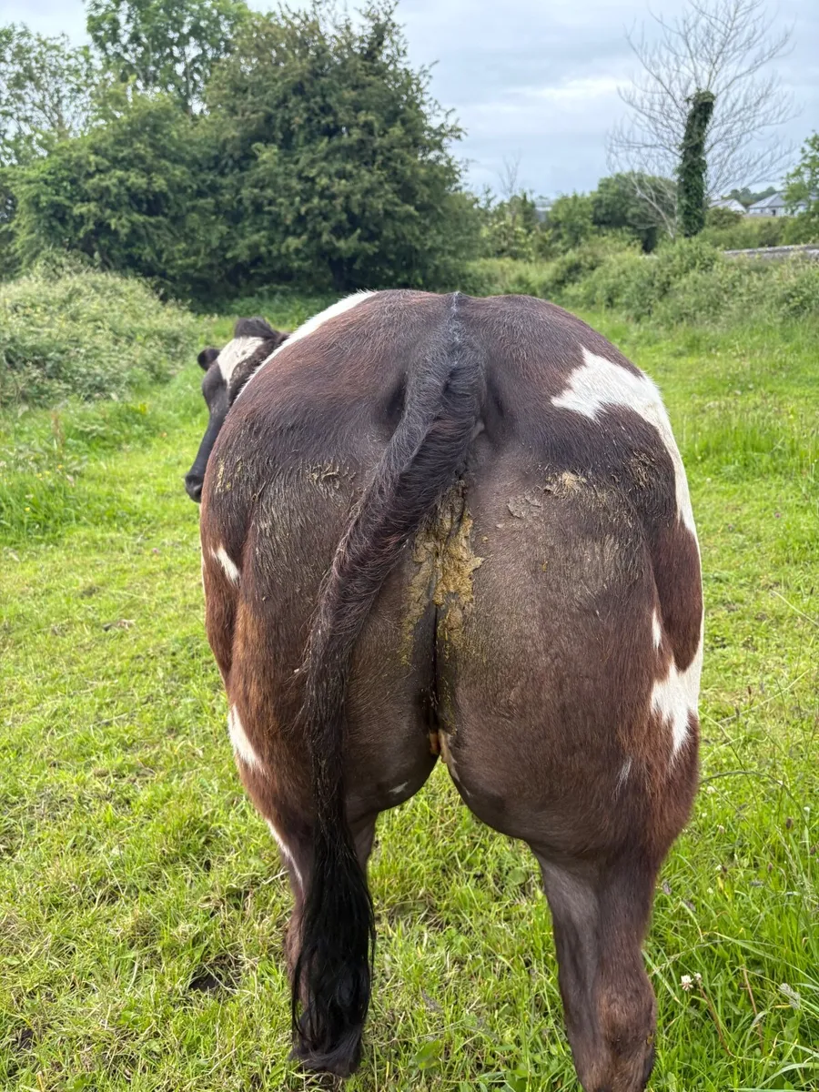 Show heifer - Image 4
