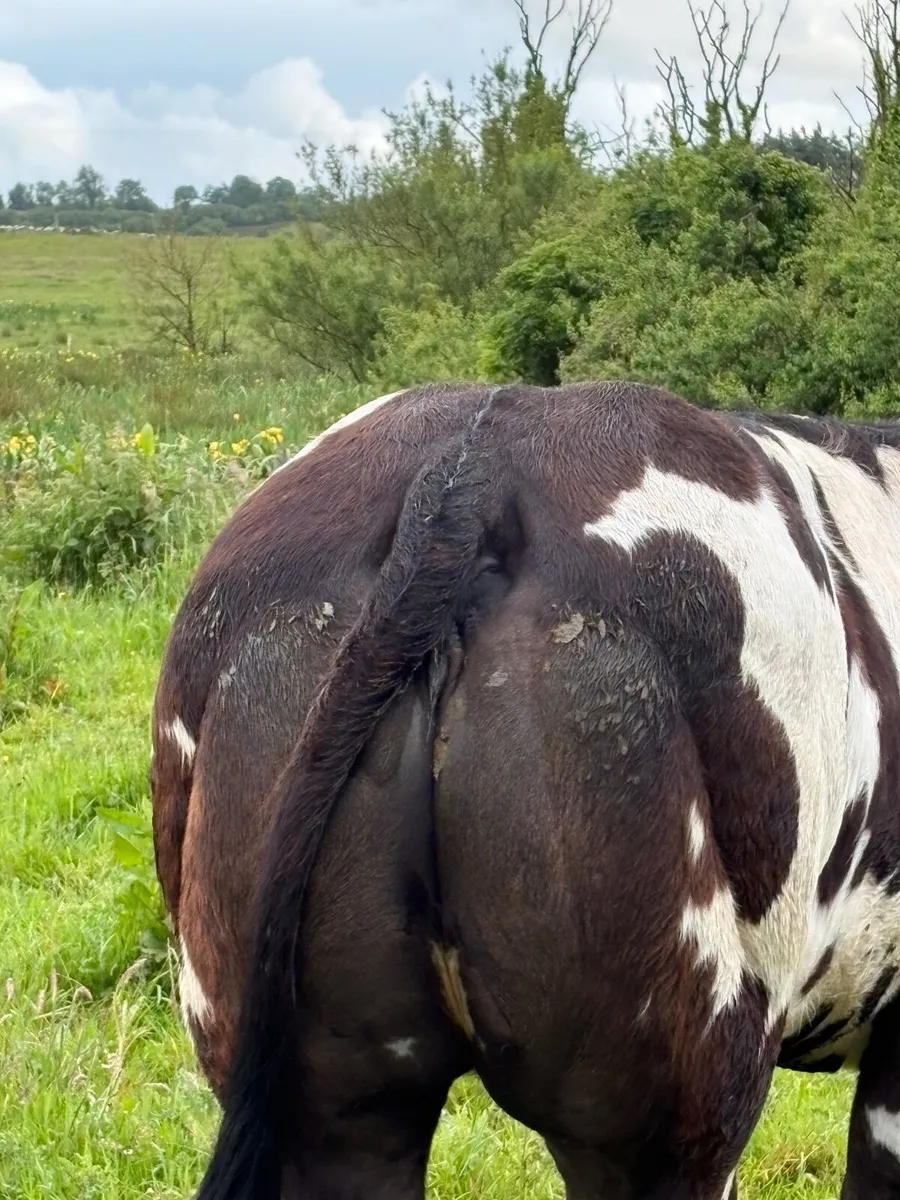 Show heifer - Image 2
