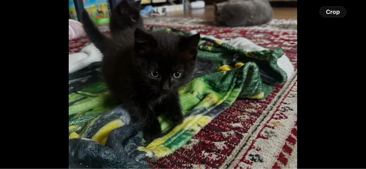 Beautiful kittens - Image 2