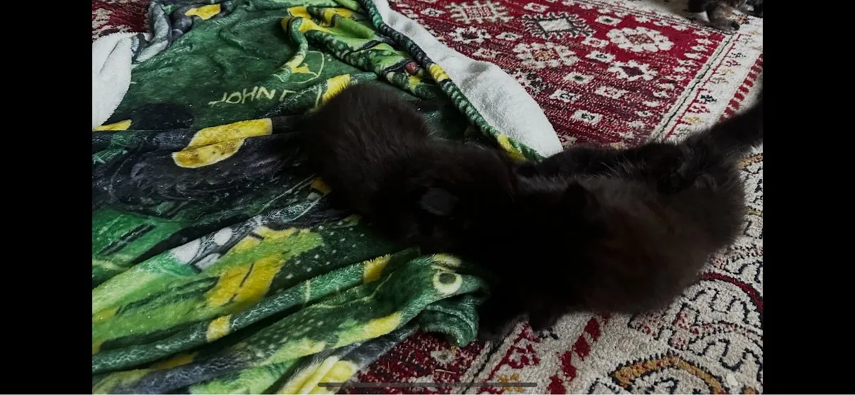 Beautiful kittens - Image 3