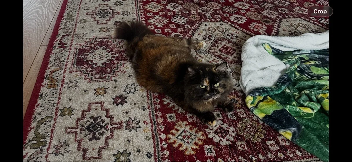 Beautiful kittens - Image 4