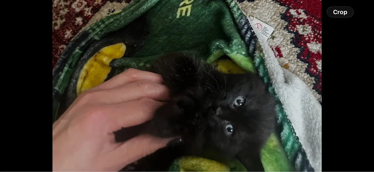 Beautiful kittens - Image 1
