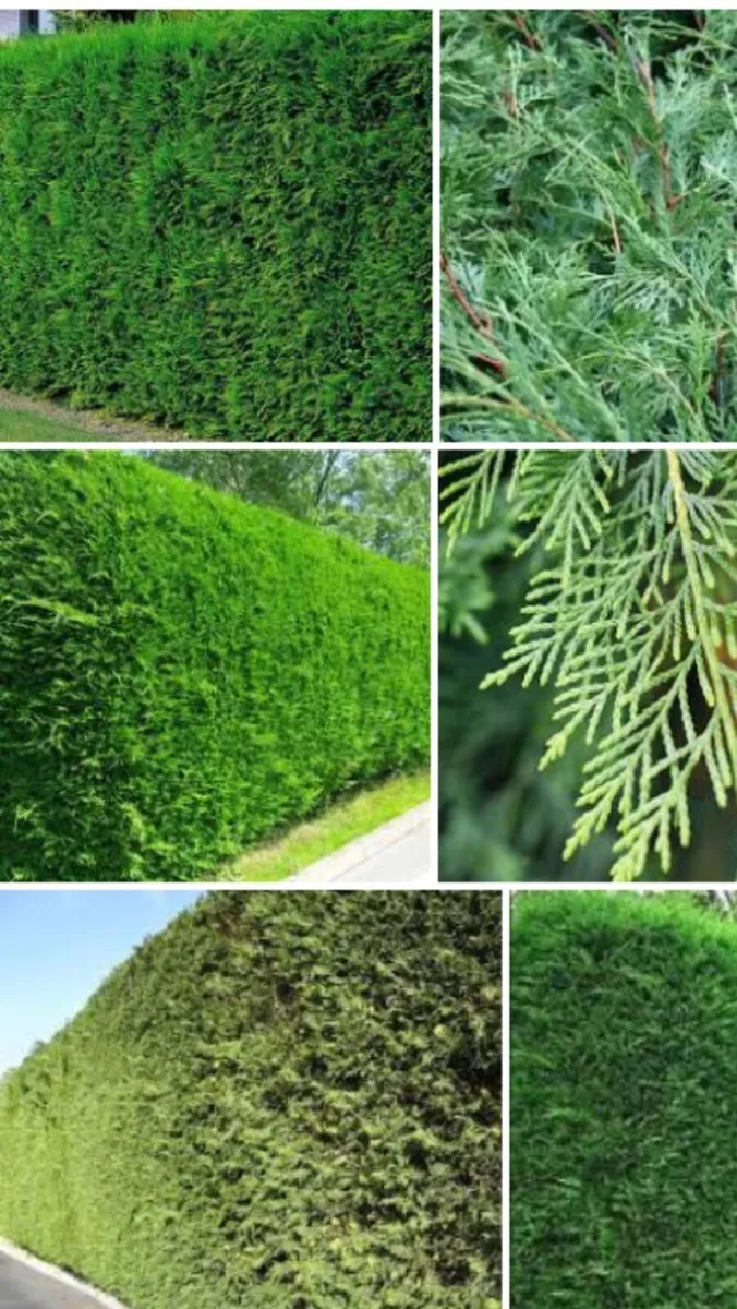 Green Leylandii 3-4ft high - Image 1