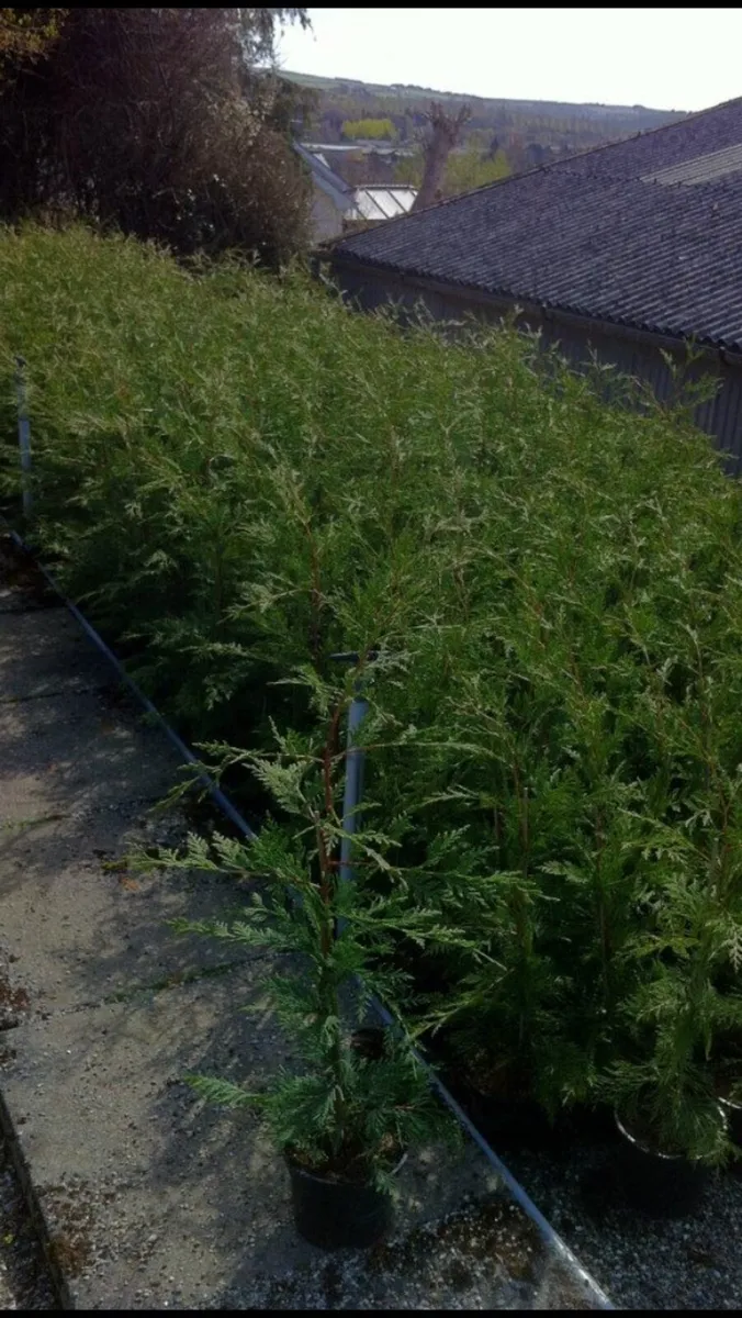 Green Leylandii 3-4ft high - Image 2