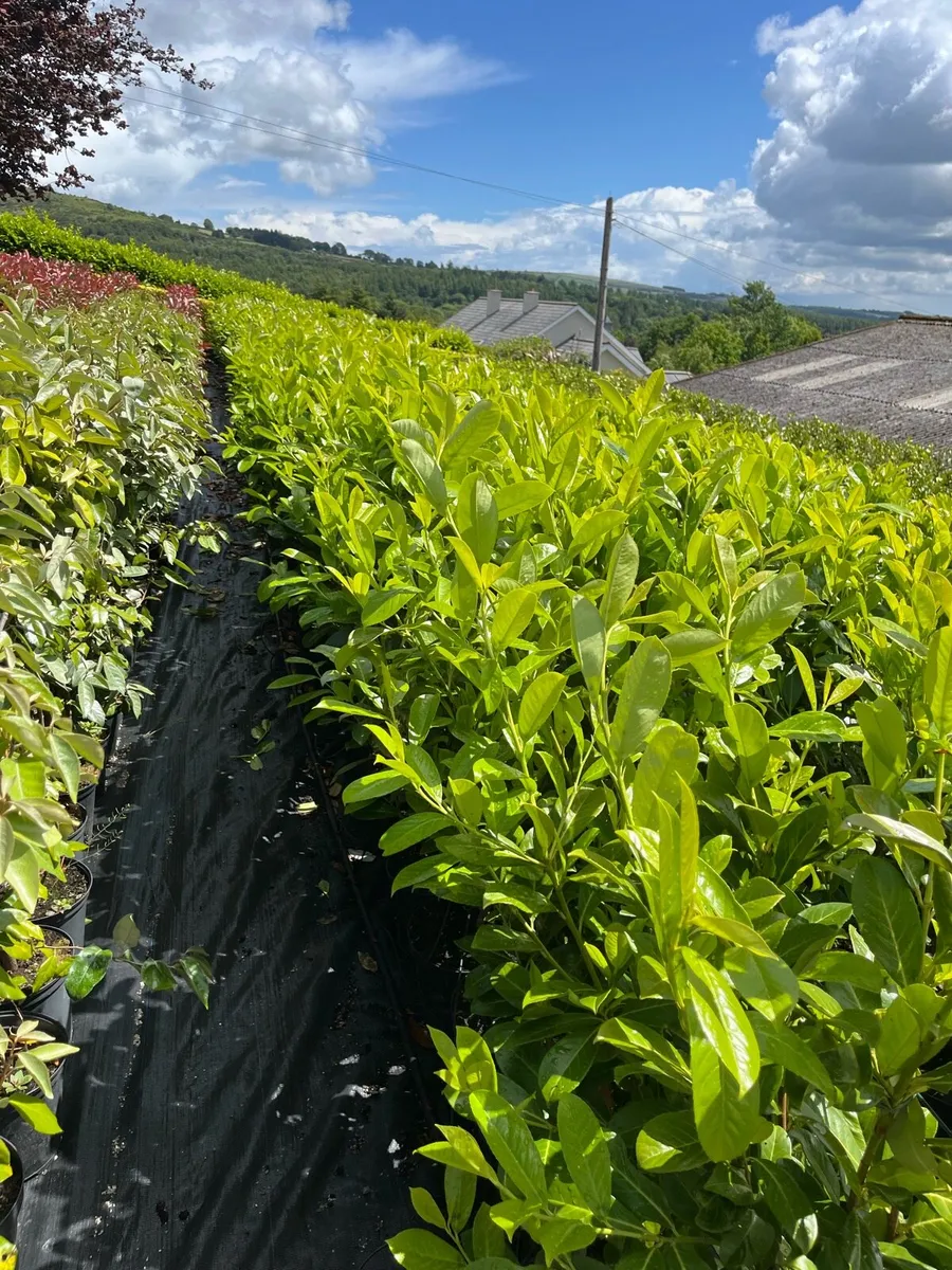 Laurel hedging - Image 3