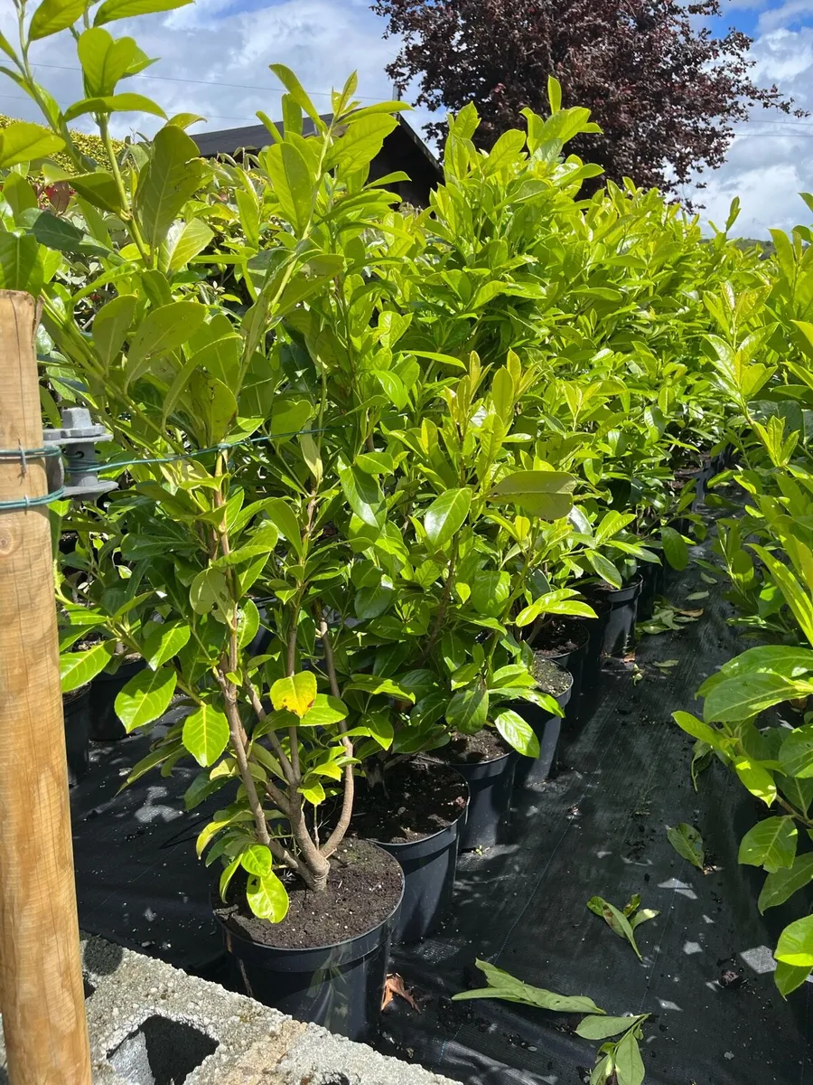 Laurel hedging - Image 4
