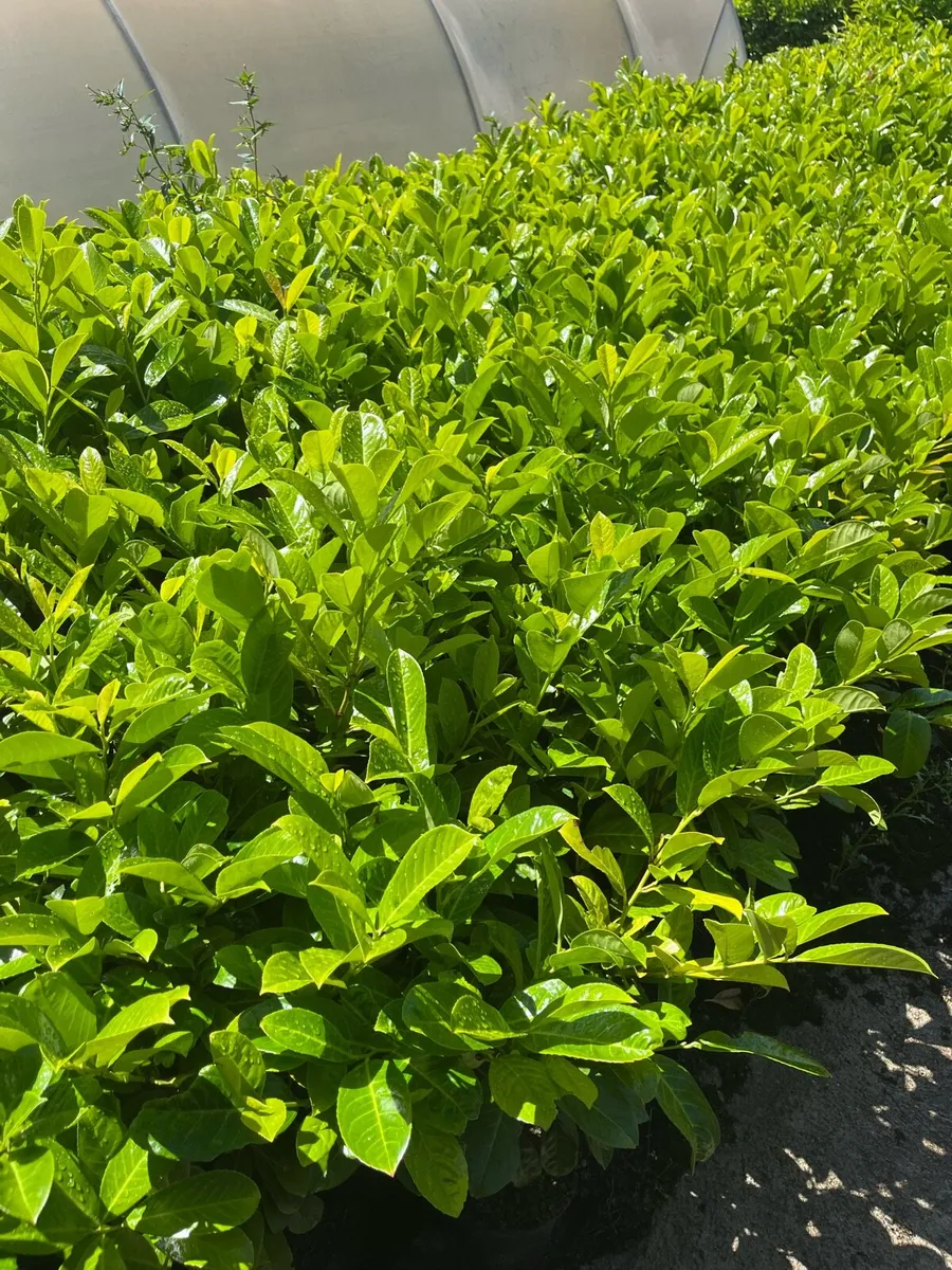 Laurel hedging - Image 1