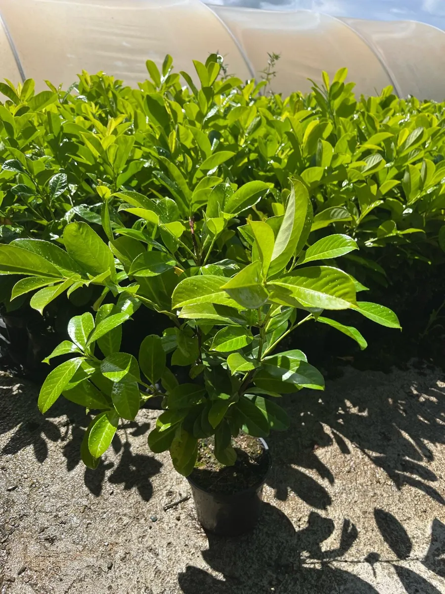 Laurel hedging - Image 2