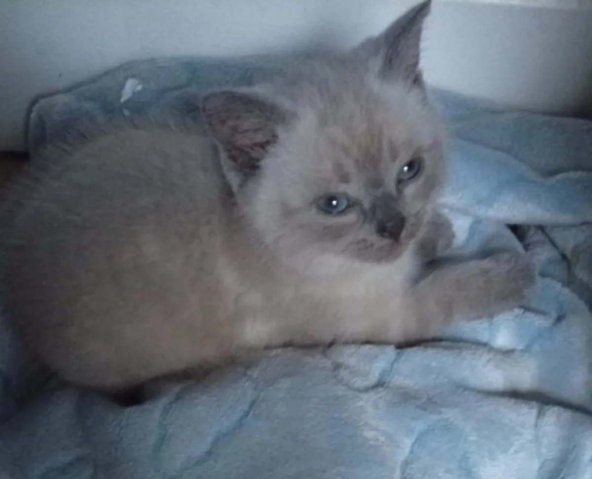 One British short haired kitten left and domestic - Image 1