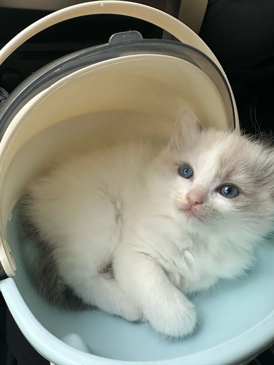 Ragdoll kitten - Image 2