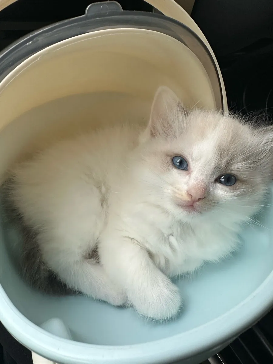 Ragdoll kitten - Image 3