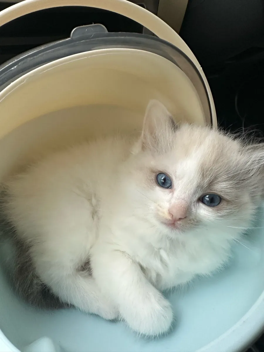 Ragdoll kitten - Image 4