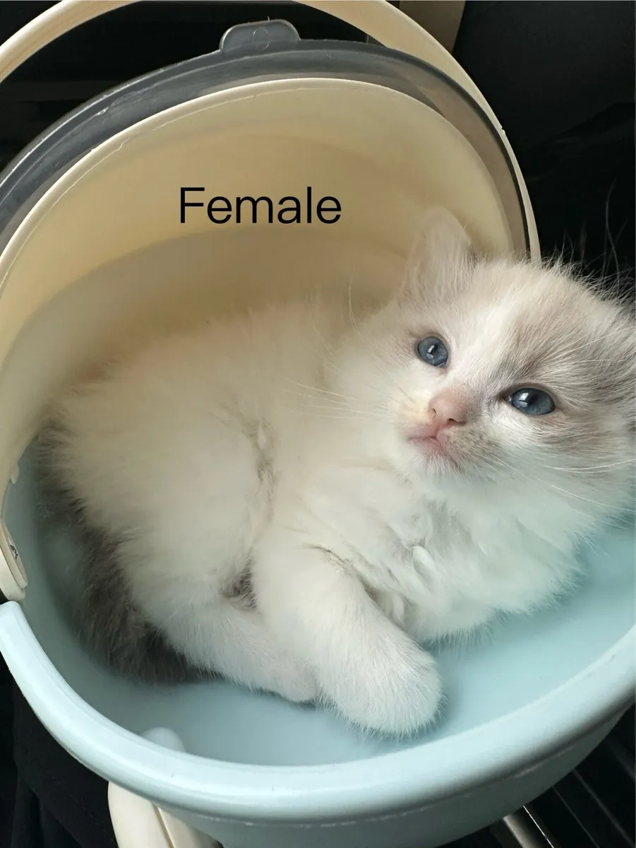 Ragdoll kitten - Image 1