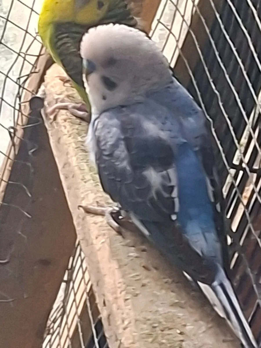 Budgies - Image 2