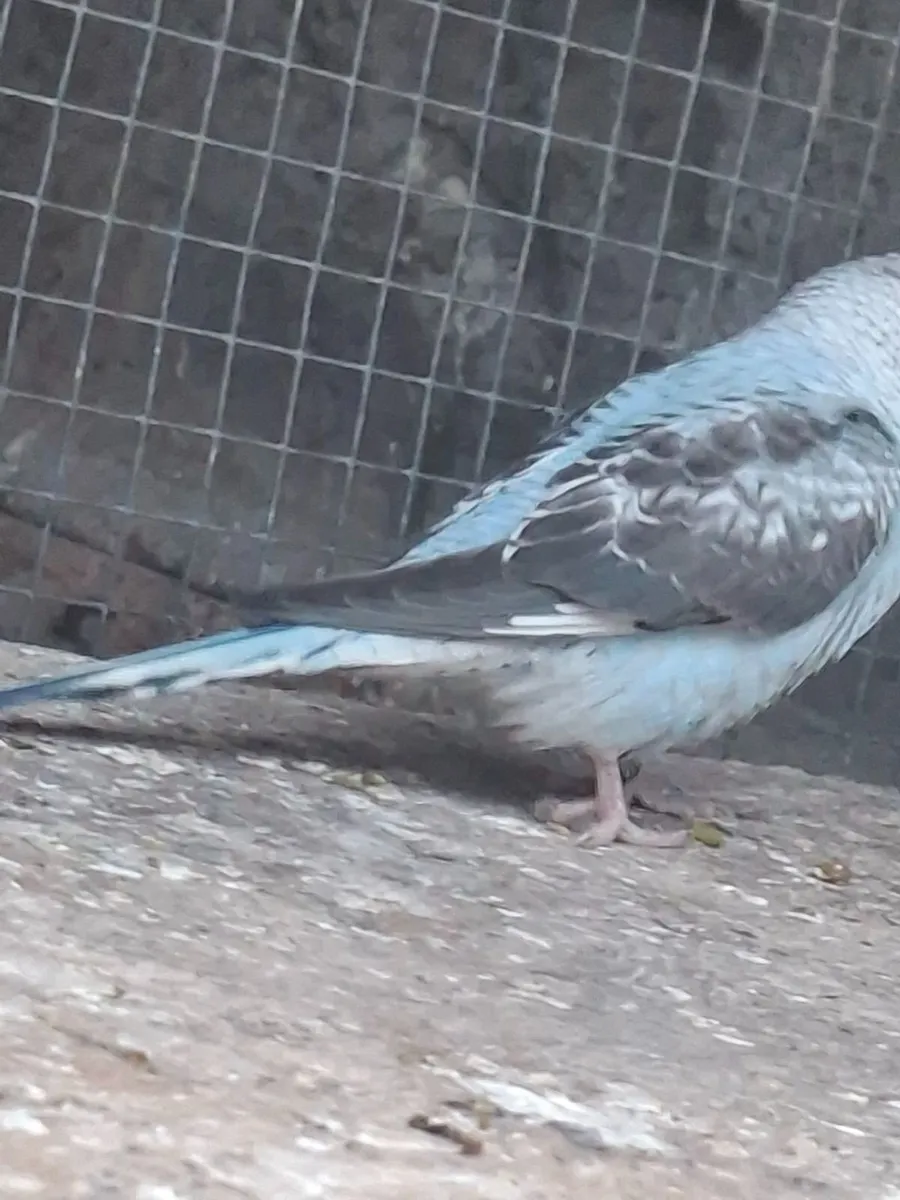 Budgies - Image 3