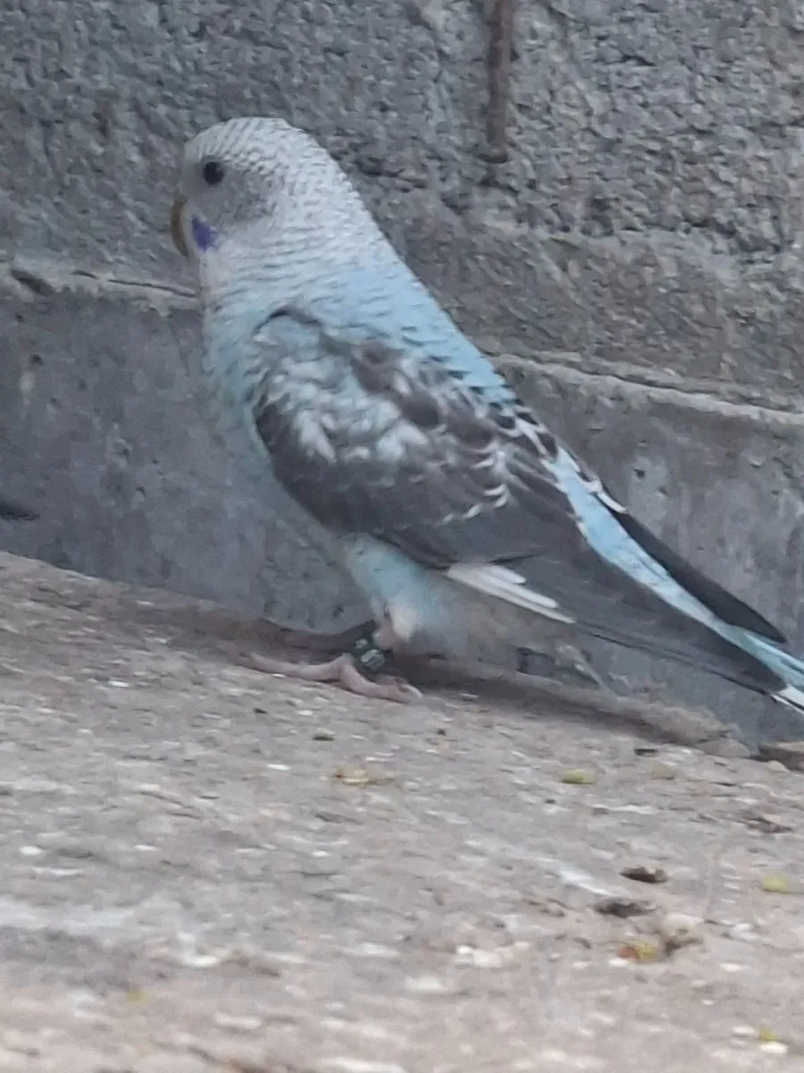 Budgies - Image 4