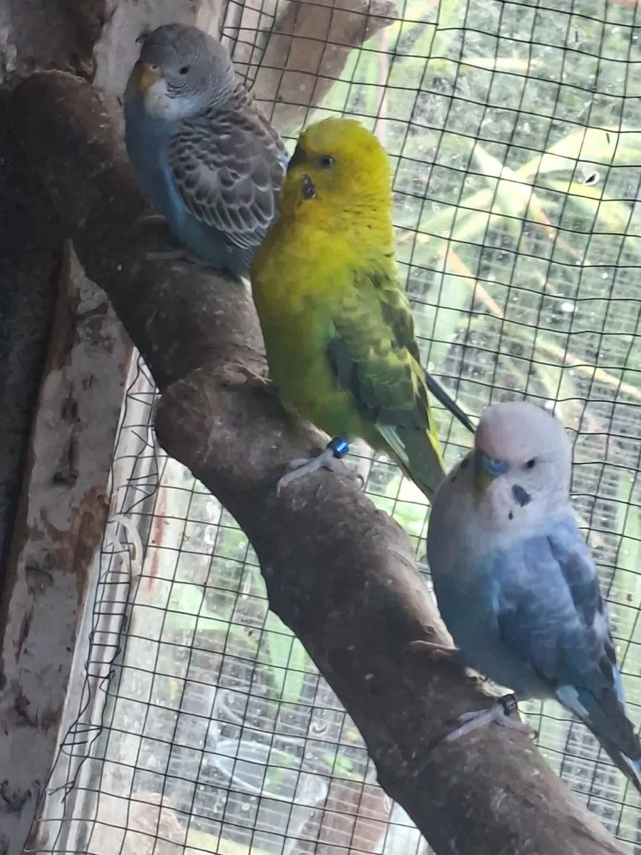 Budgies - Image 1