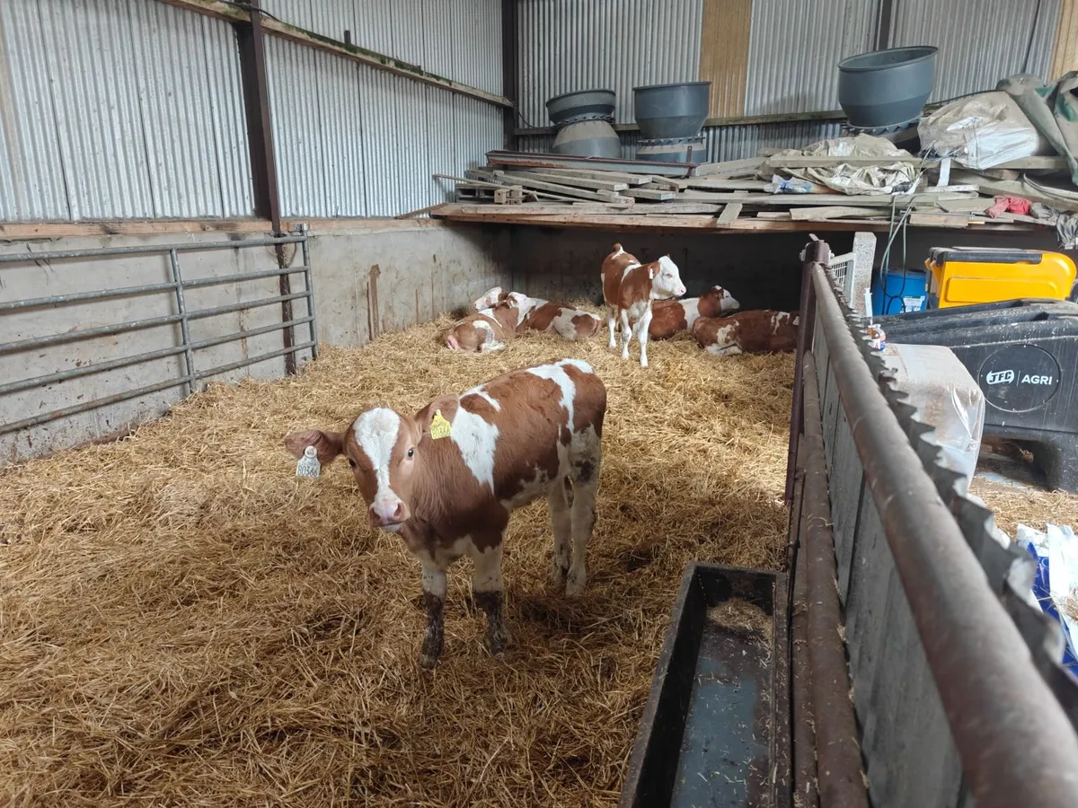 Pedigree fleckvieh bulls and heifers weaned - Image 3