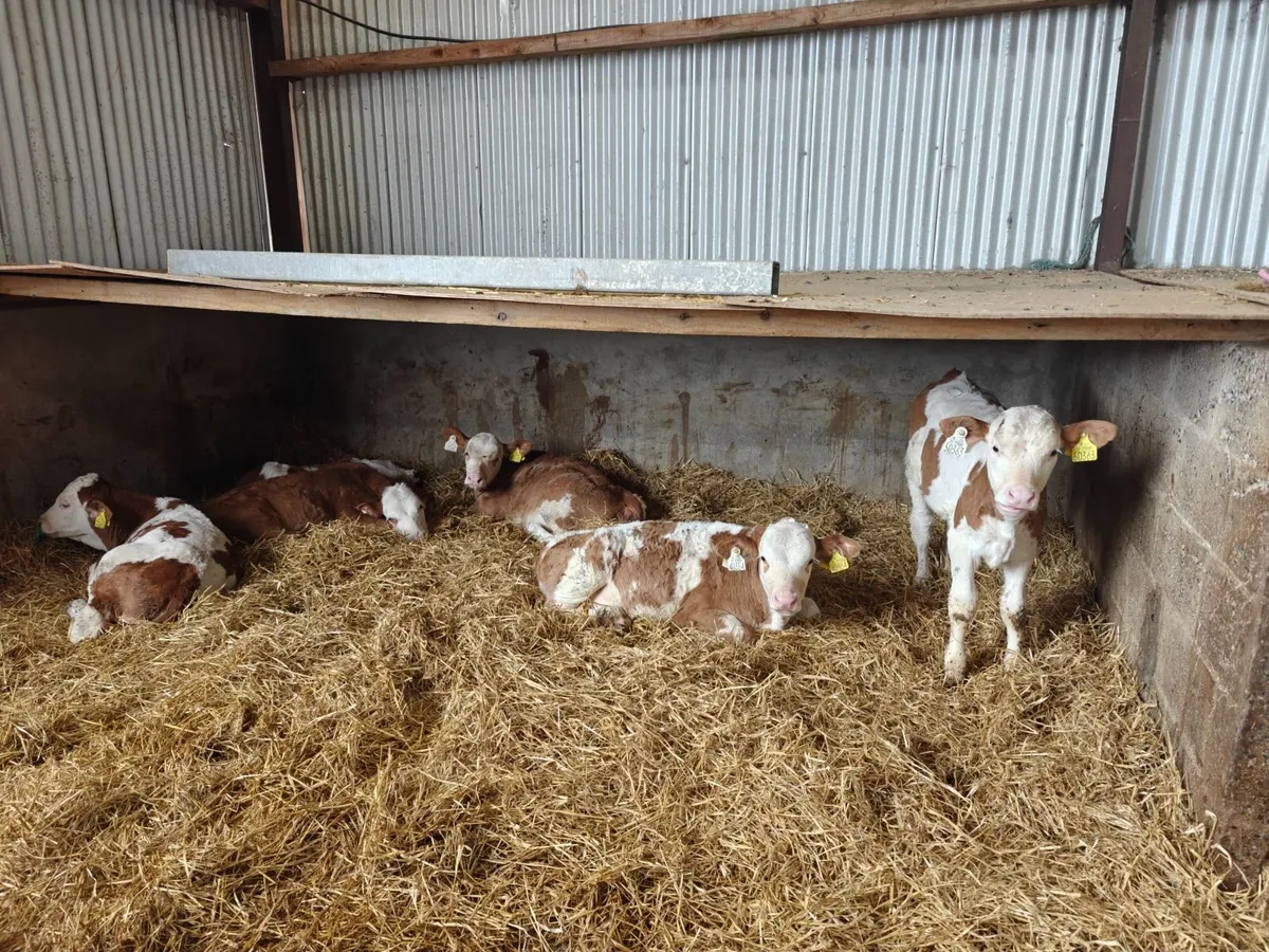 Pedigree fleckvieh bulls and heifers weaned - Image 2