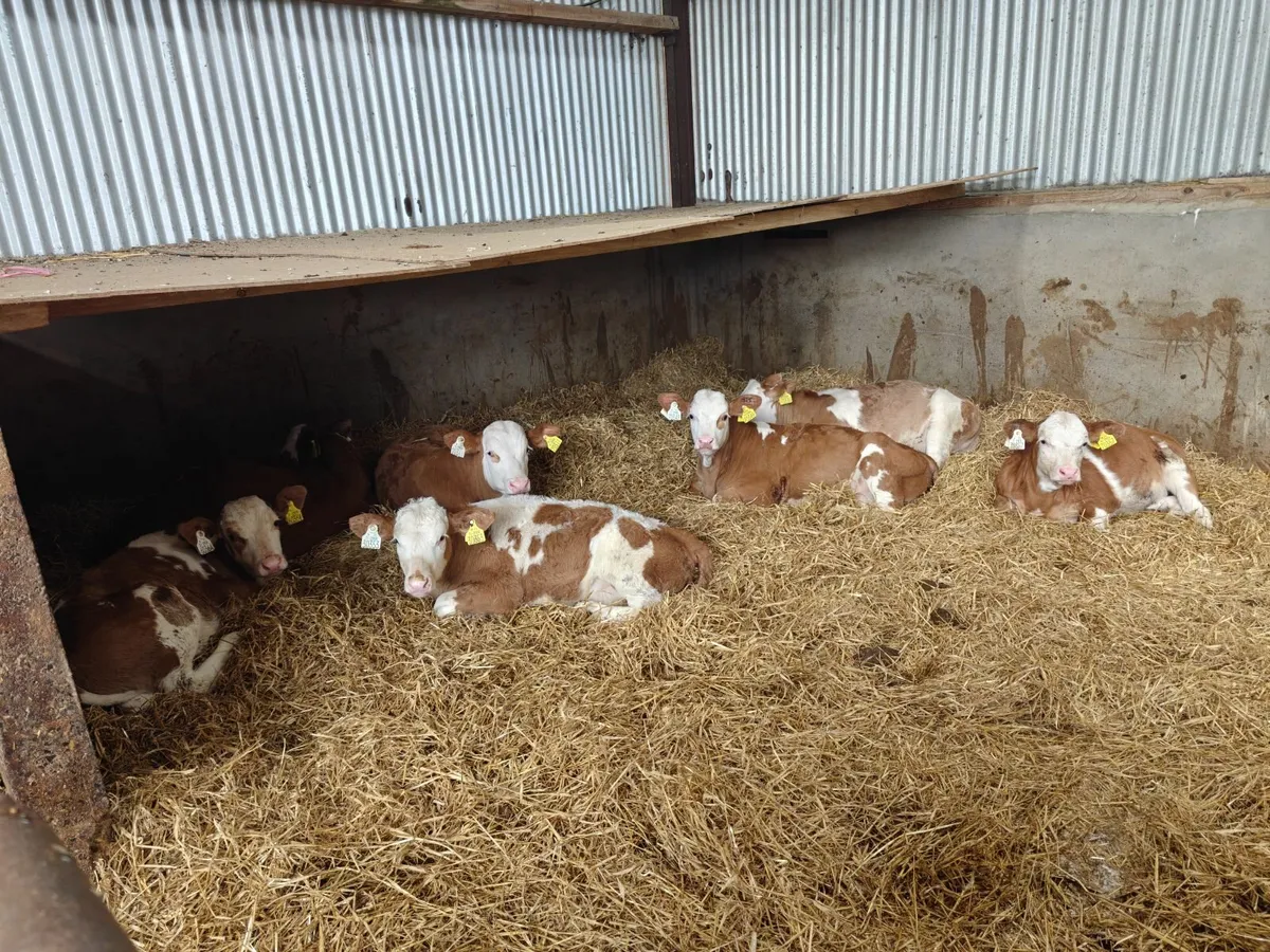 Pedigree fleckvieh bulls and heifers weaned - Image 1