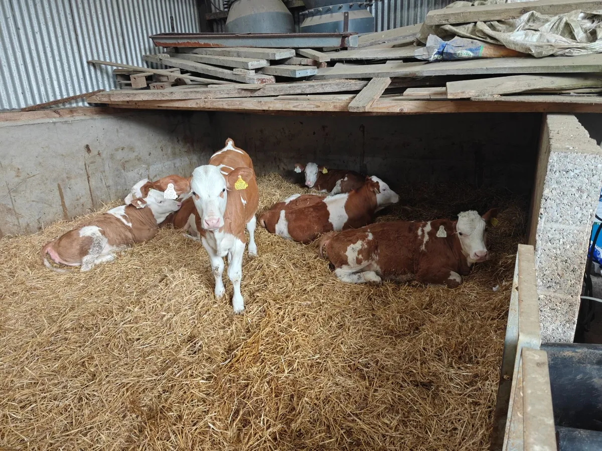 Pedigree fleckvieh bulls and heifers weaned - Image 4