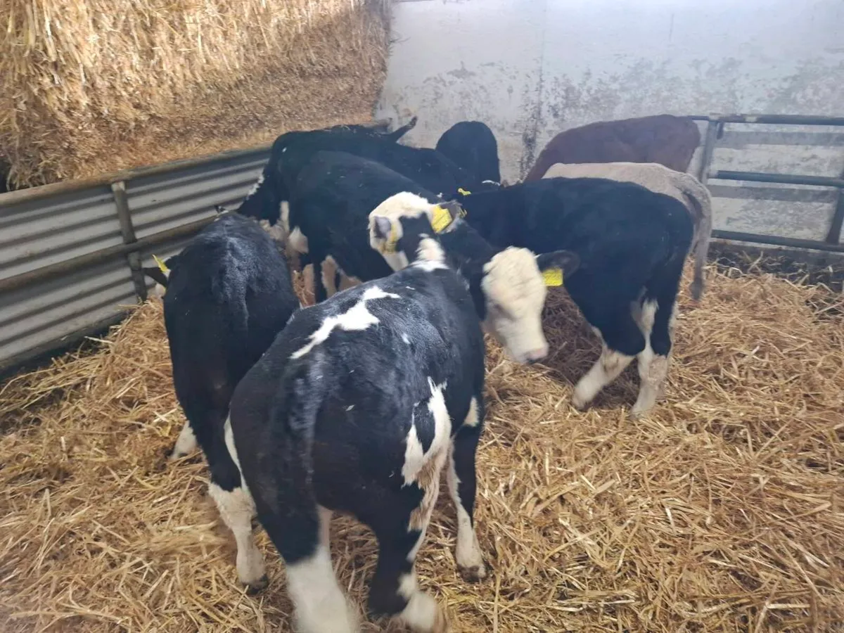 Hereford Calves - Image 2