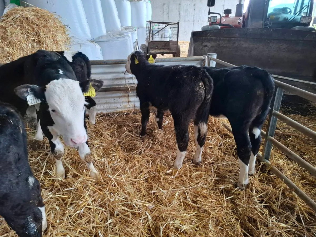 Hereford Calves - Image 3