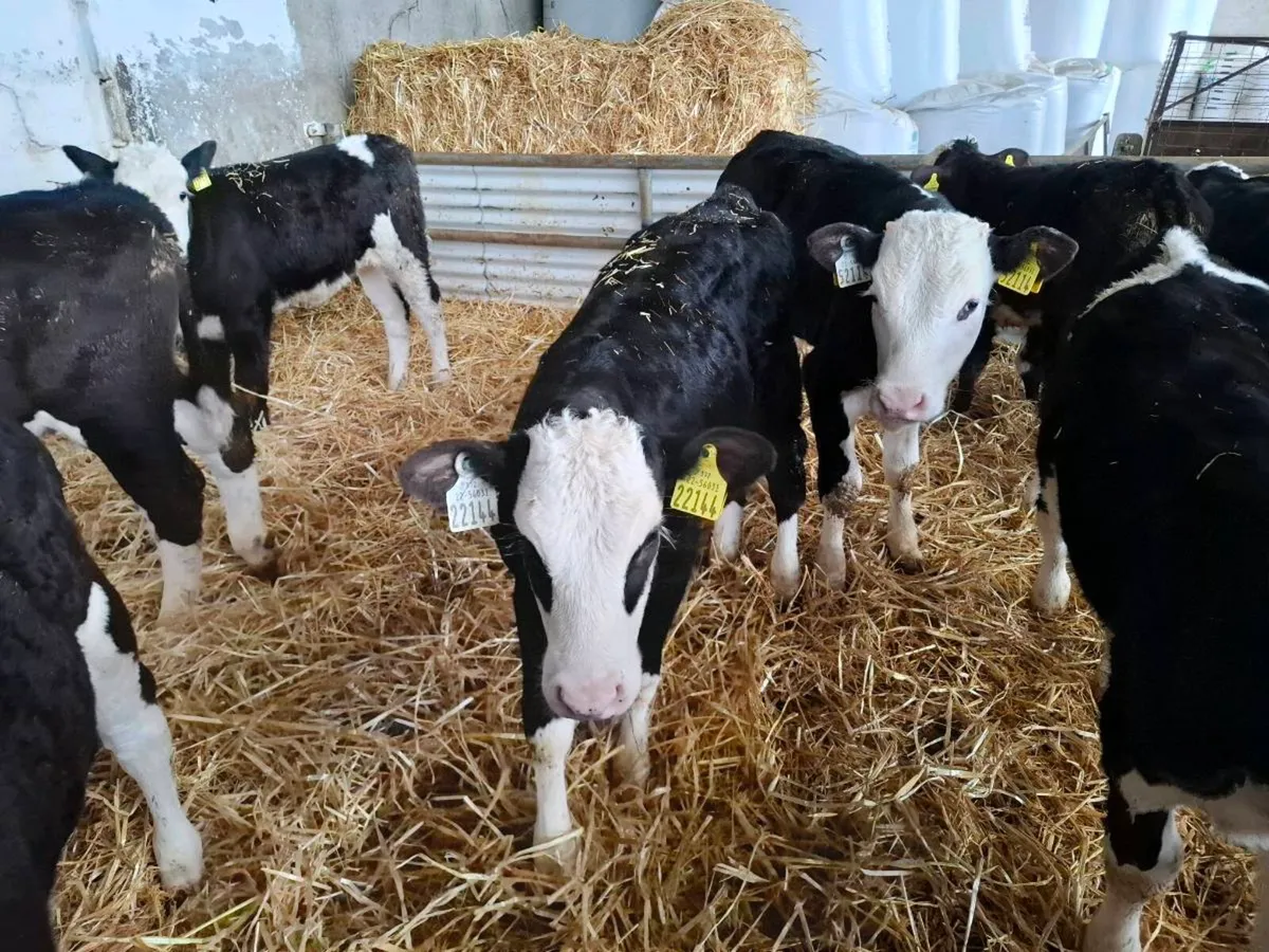 Hereford Calves - Image 4