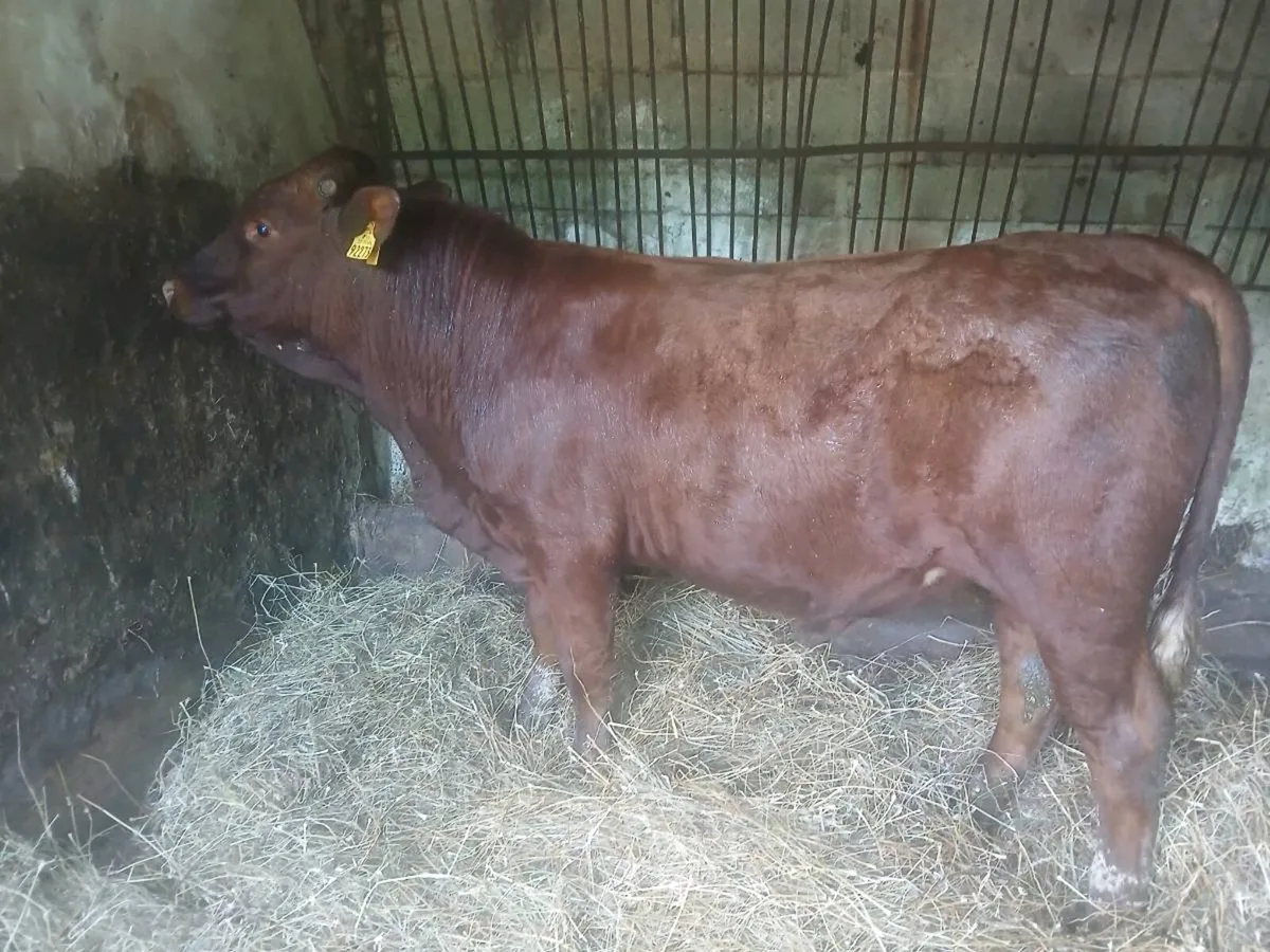 Bull for sale or rent