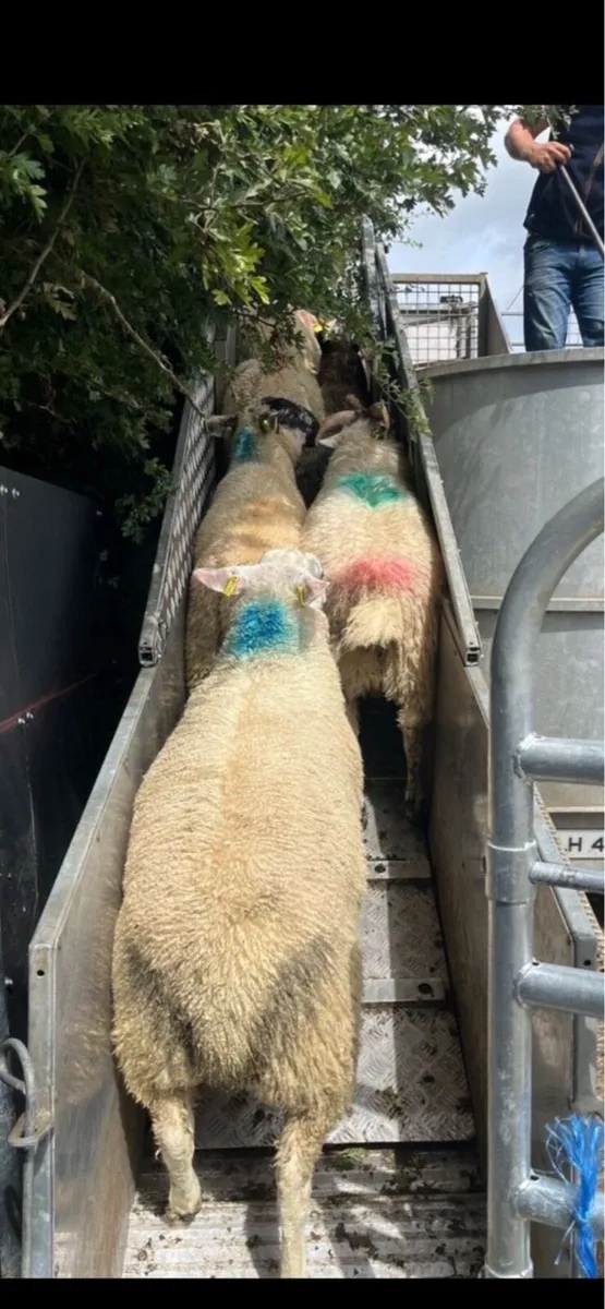 Mobile sheep dipping - Image 2