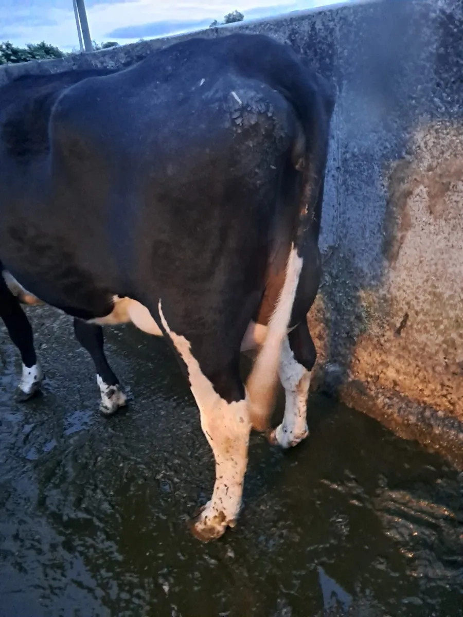 Freshly Calved Heifer