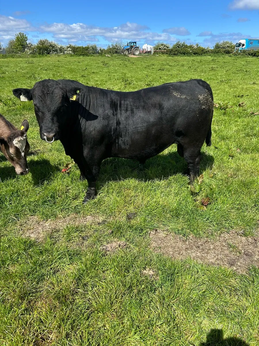 AA bull - Image 2