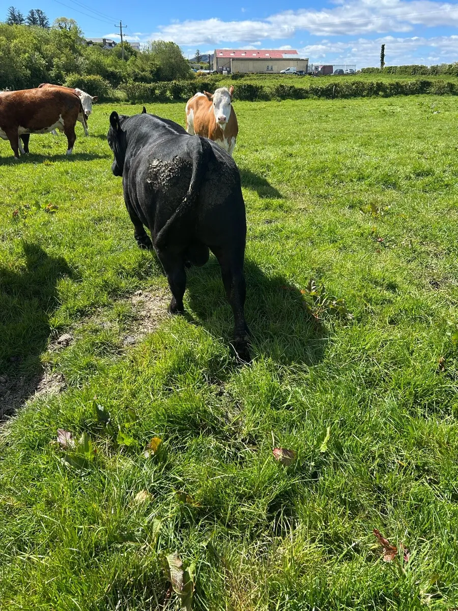AA bull - Image 3