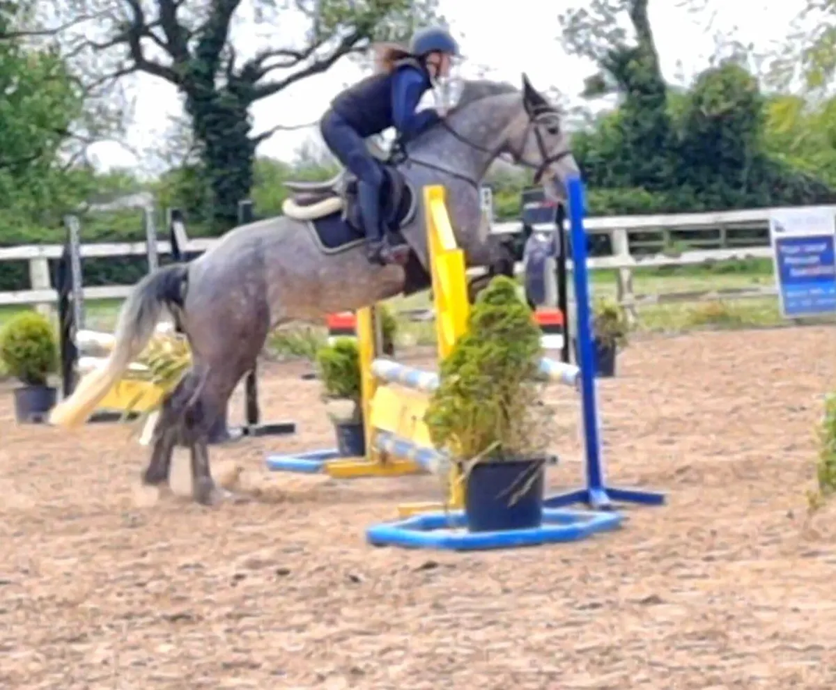 14.2hh 4yo Gelding - Image 1