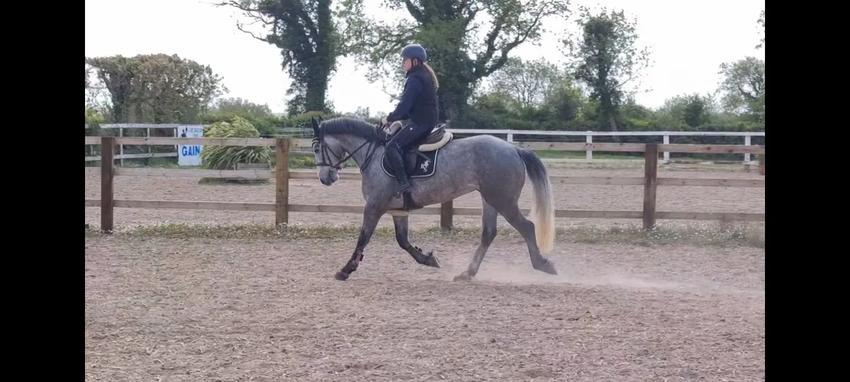 14.2hh 4yo Gelding - Image 2