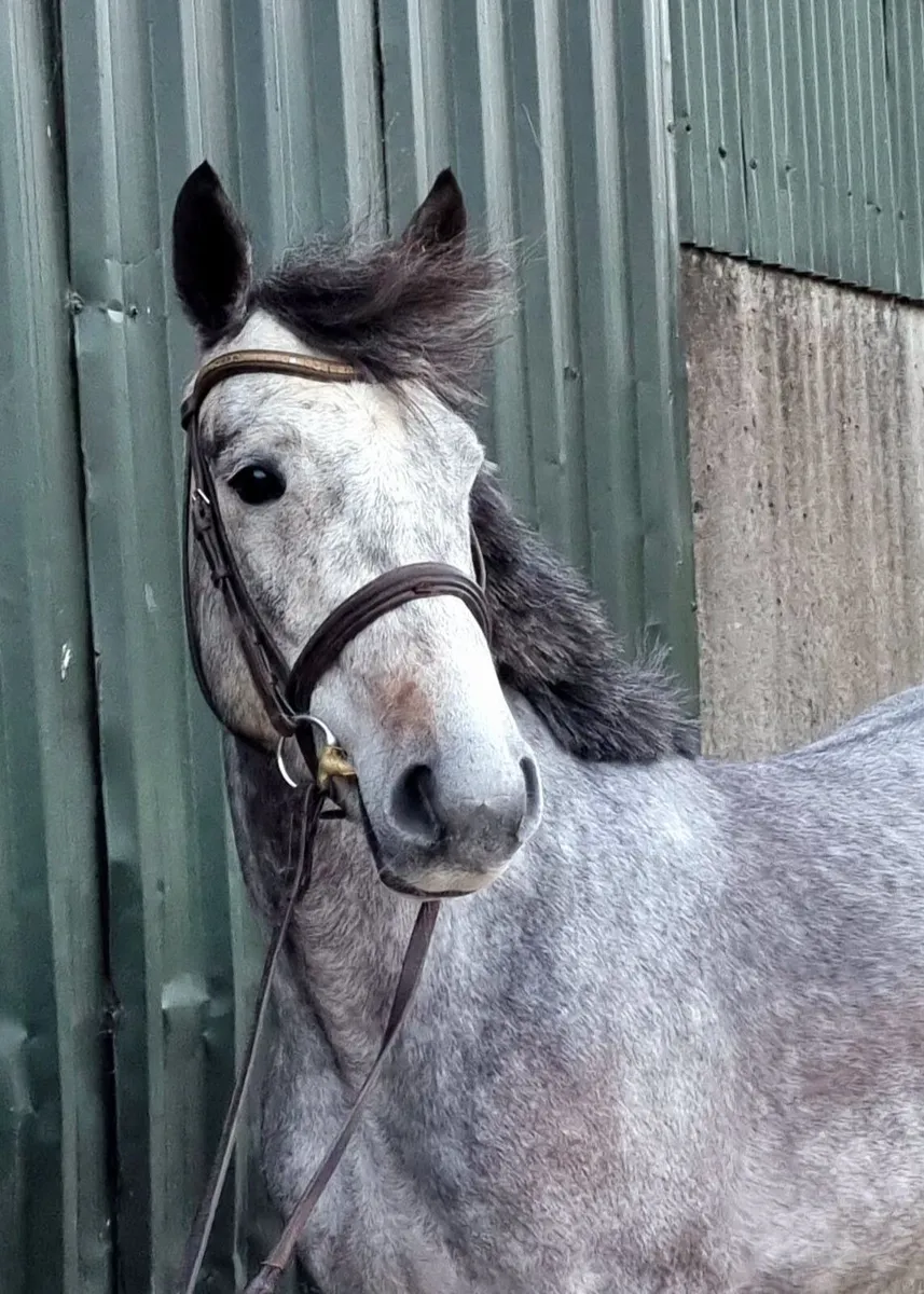 14.2hh 4yo Gelding - Image 3