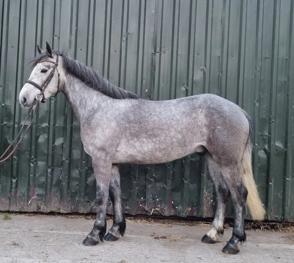 14.2hh 4yo Gelding - Image 4