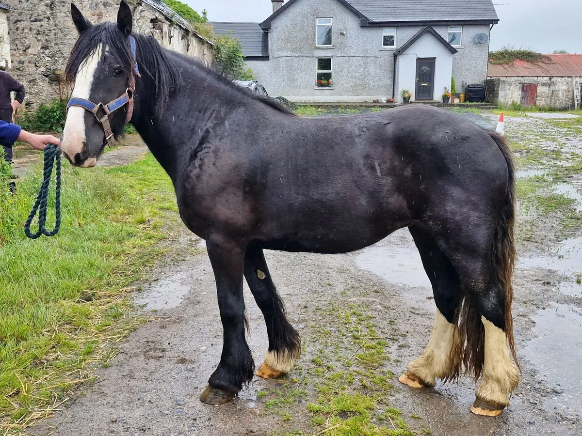 Cob mare - Image 1