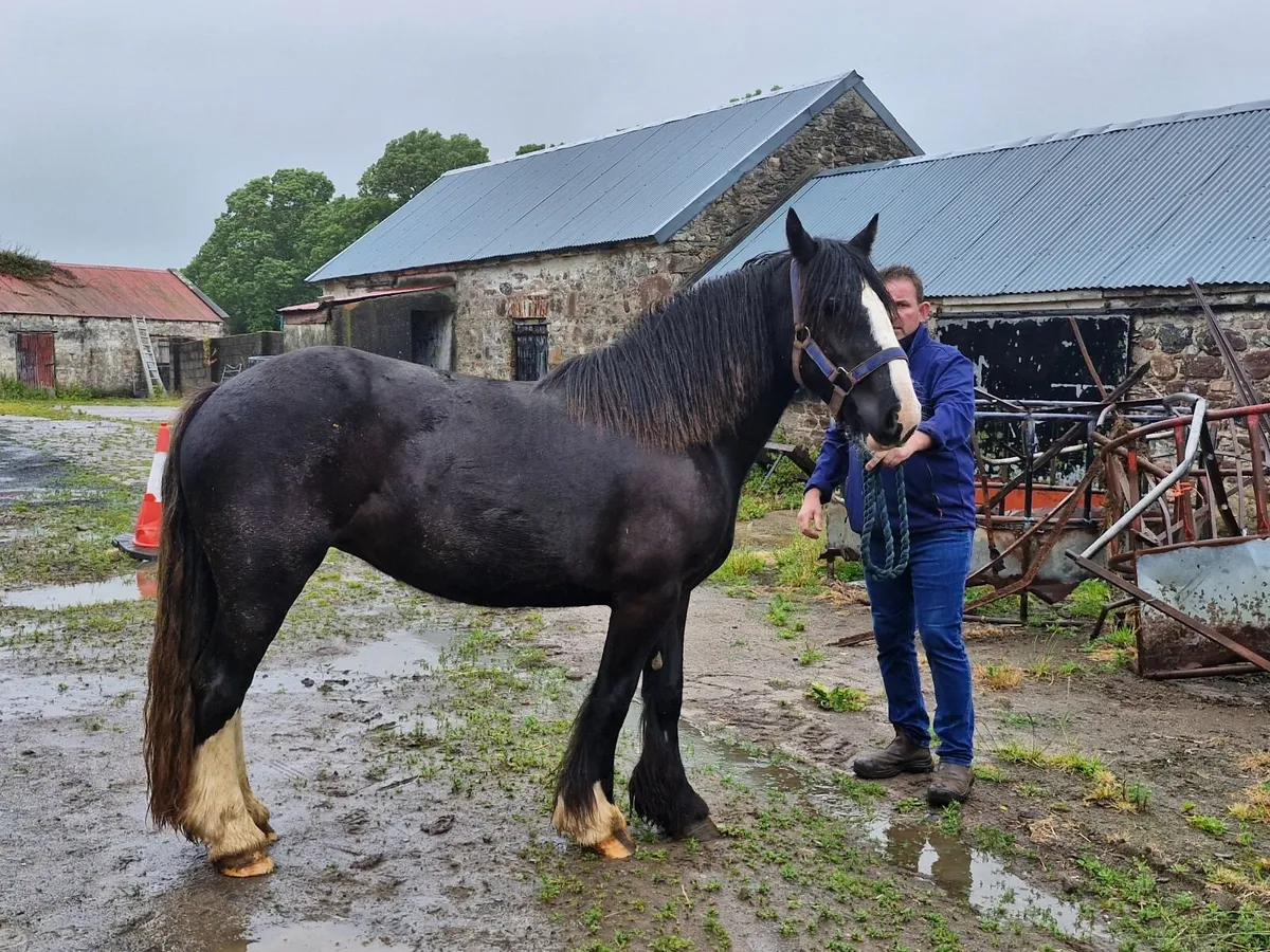 Cob mare - Image 3