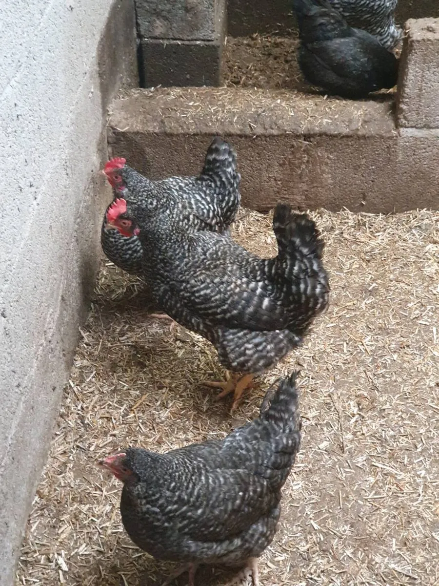 Hens/pullets/chicks/fertile hatching egg  near - Image 1